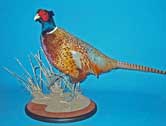 Ringneck Pheasant